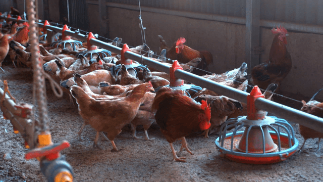양계장에서 닭들이 먹이를 먹는 모습