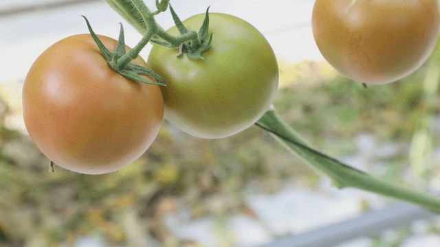 Tomatoes ripening on the vine