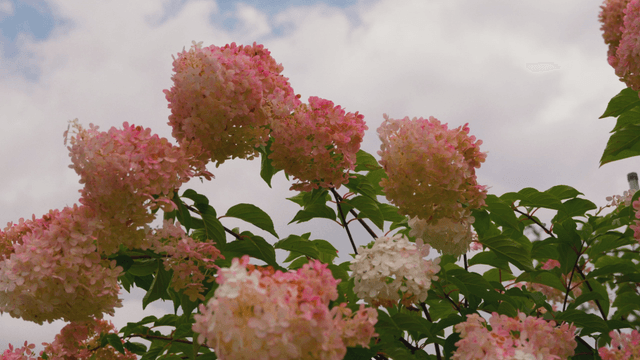 Pink hydrangeas blooming under cloudy sky
