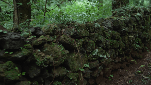 Stone wall covered with moss and vines in green forest