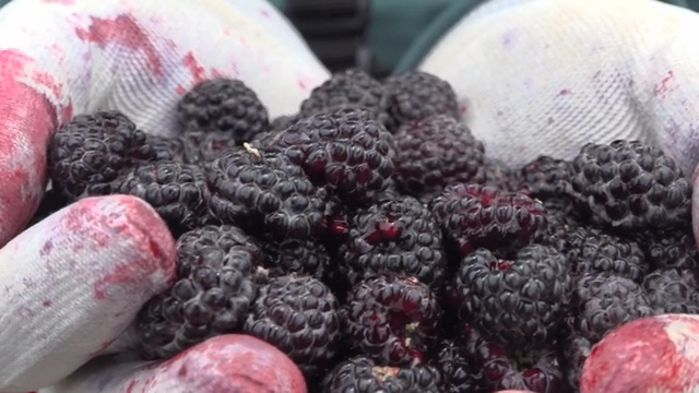 Freshly picked black raspberry in gloved hands