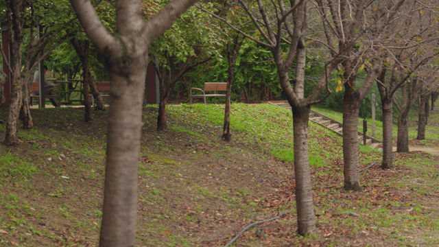 가지들만 남은 나무들이 있는 가을 공원