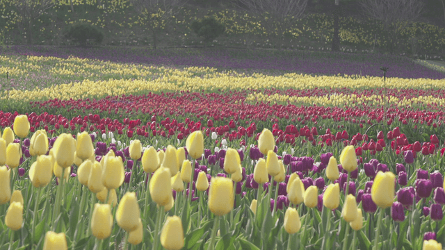Field filled with colorful tulips