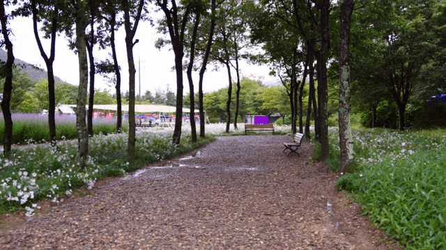 Quiet garden path lined with white flowers and trees
