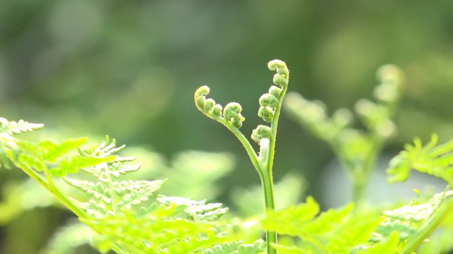 Close-up of vibrant green bracken fern leaves