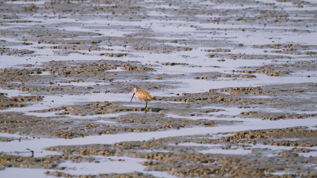 Sandpiper alone foraging on the muddy tidal shore