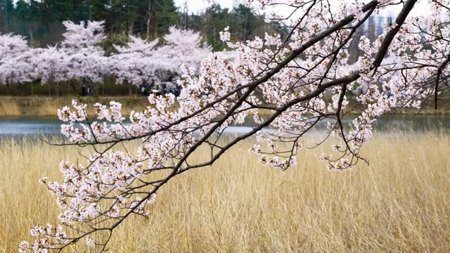 고요한 강가의 벚꽃