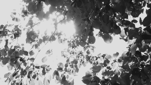 Sunlight filtering through tree leaves