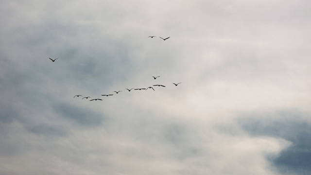 구름 낀 하늘을 나는 새들