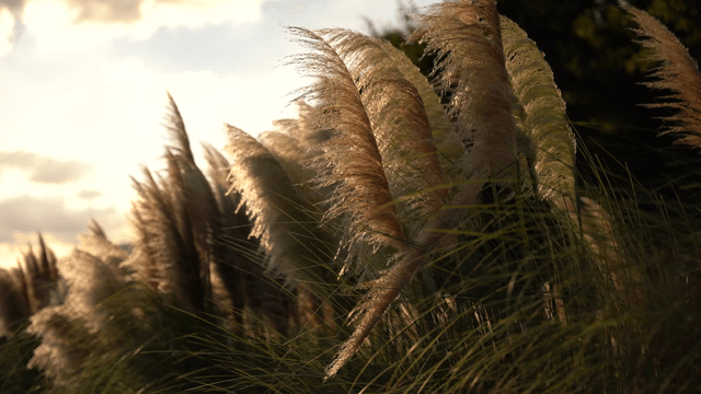 저녁 햇빛 맞으며 바람에 흔들리는 가을 억새