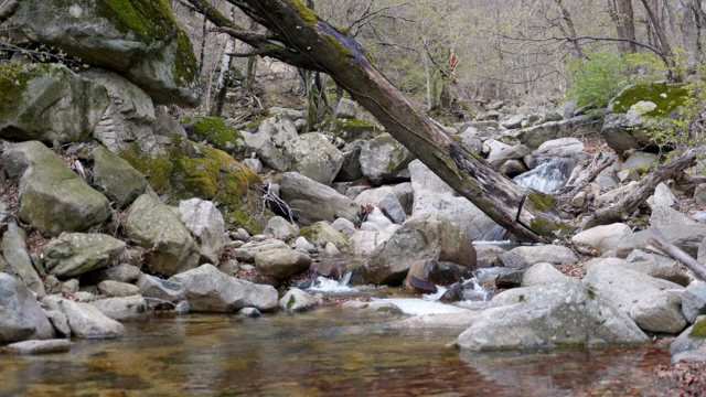 A tranquil forest stream with rocks