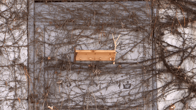 Wooden shelf placed against a wall covered with dry vines