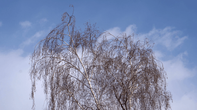 Winter tree branches against the blue sky
