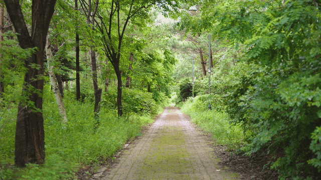 A serene forest path surrounded by trees