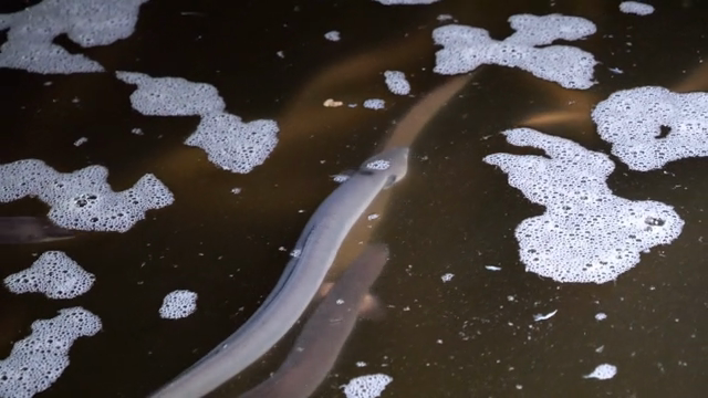 Eel swimming in a tank