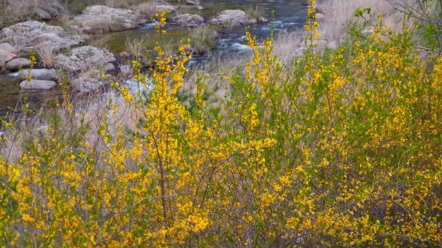 Yellow flowers blooming by a flowing river