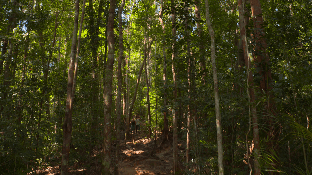 People coming down from a dense forest