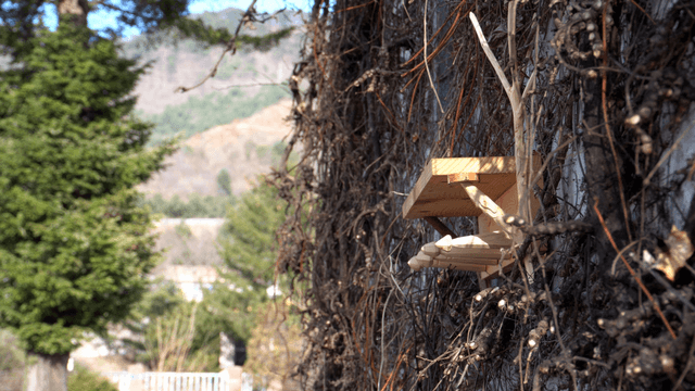 Wooden shelf on a vine-covered wall with distant winter mountains