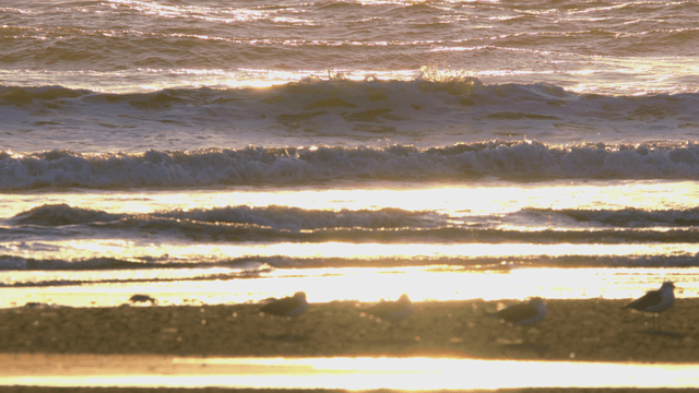 Beach with golden sunlight, people walking and birds nearby