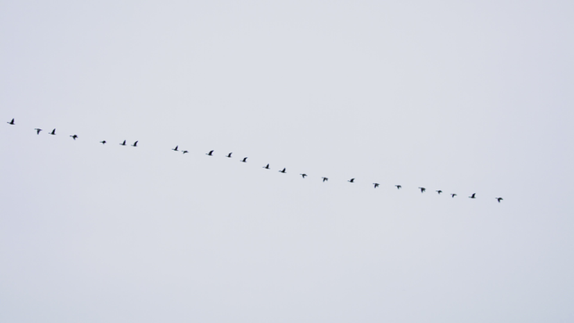 푸른 하늘 아래 줄지어 날아가는 새들