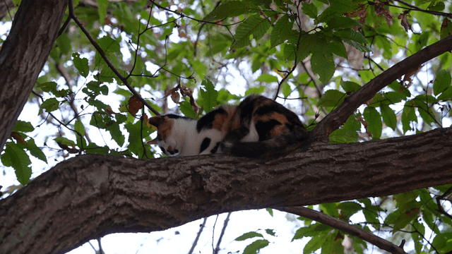 Calico cat sleeping on a tree branch
