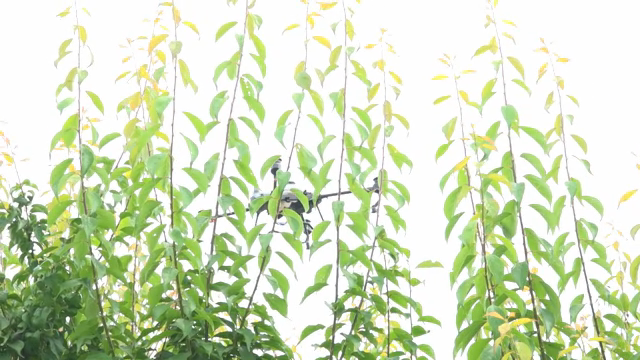 Drone flying through green foliage