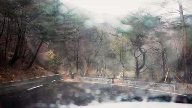 Rainy forest road with misty trees