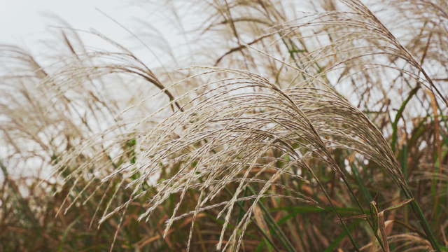 Tall autumn silver grass swaying in the wind