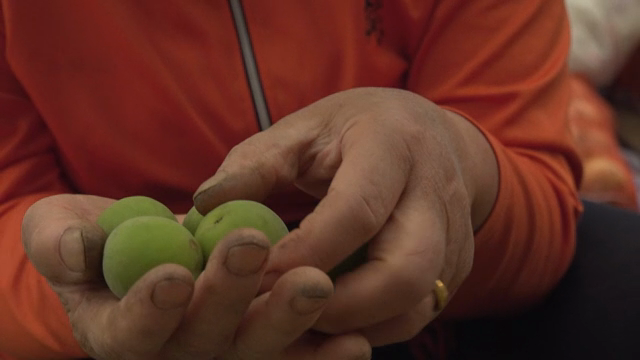 Hands holding fresh green plums