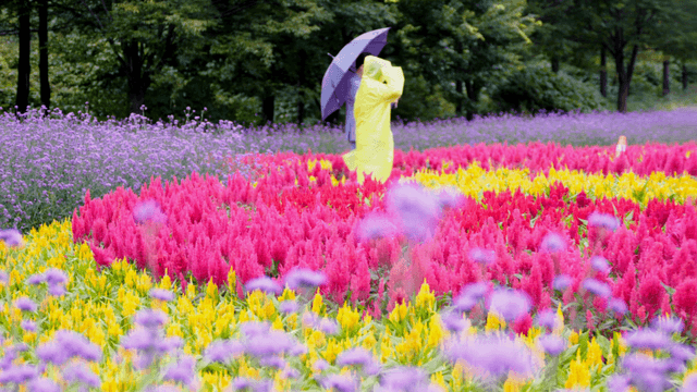 Person holding an umbrella walking through vibrant rows of pink and yellow flowers in a flower field
