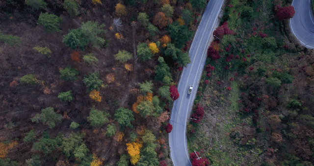 Winding road through autumn forest