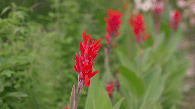 Vivid red flower in green garden