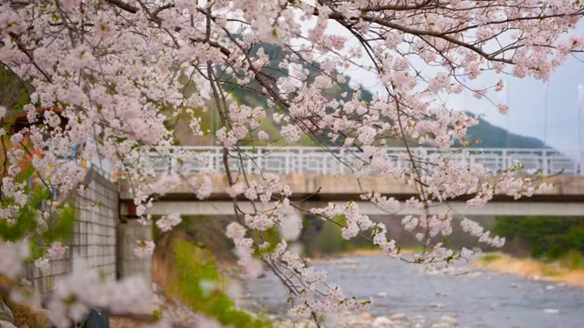 Cherry blossoms by a riverside bridge
