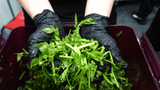 Gloved hand lifting water parsley
