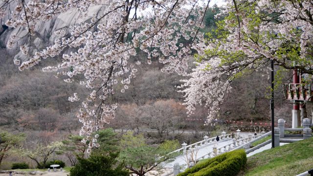 고요한 산속의 벚꽃