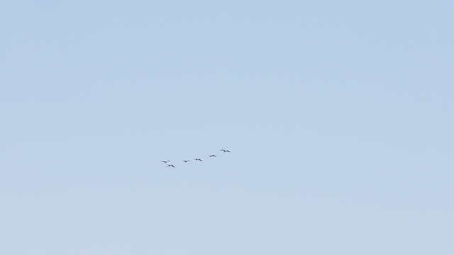 Birds passing through the blue sky
