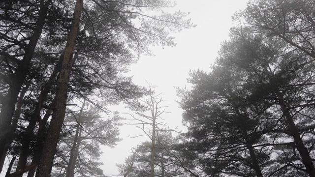 안개 낀 숲과 높은 나무들
