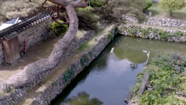 Traditional garden with a serene pond