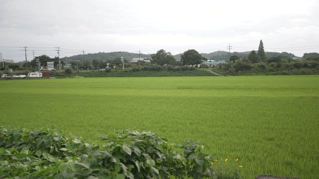 Green rice field under cloudy sky