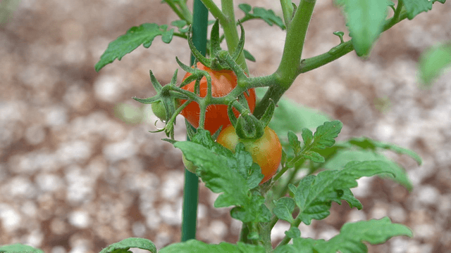 Cherry tomatoes growing in the garden