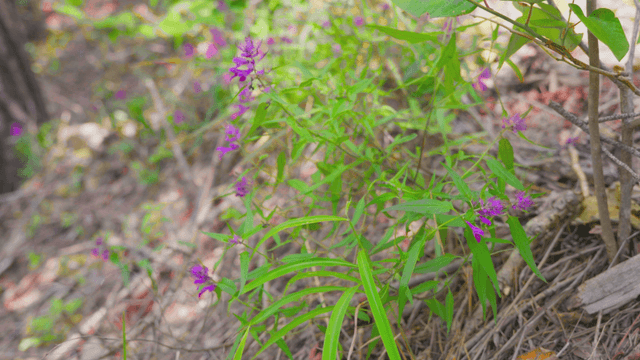 Purple wildflowers in windy forest