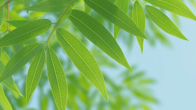 Vibrant green leaves under summer sunlight
