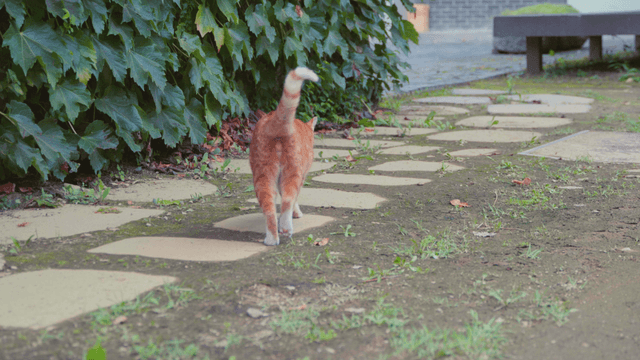 Orange tabby cat walking along garden path
