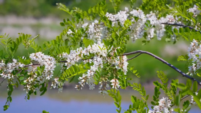 White flowers blooming on a branch