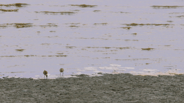 Flock of sandpipers foraging on the tidal flat
