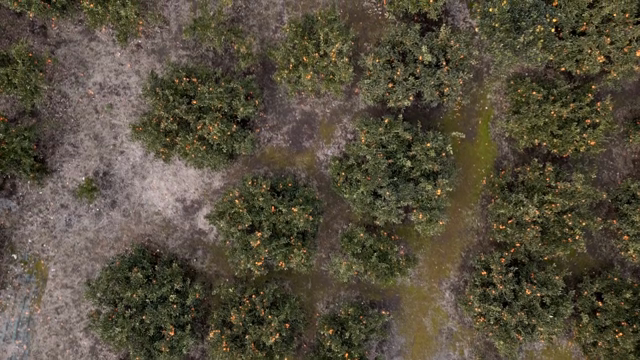 Citrus trees in a vast orchard