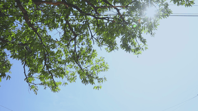 Sunlight filtering through green leaves