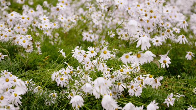 Field of white daisies in full bloom