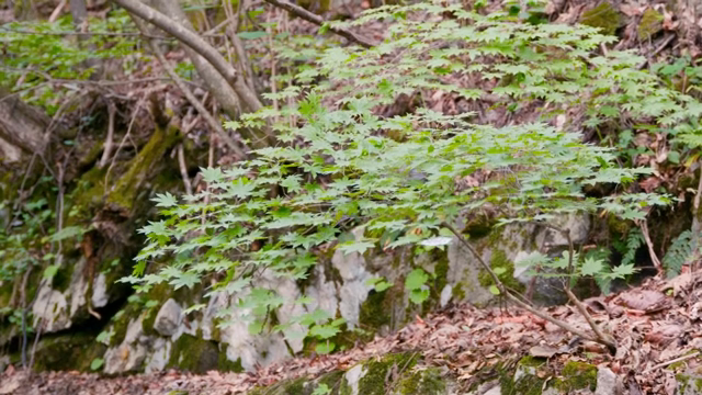 A small tree in a forest setting