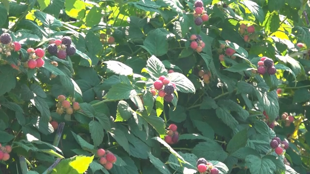 Ripe berries on lush green bushes